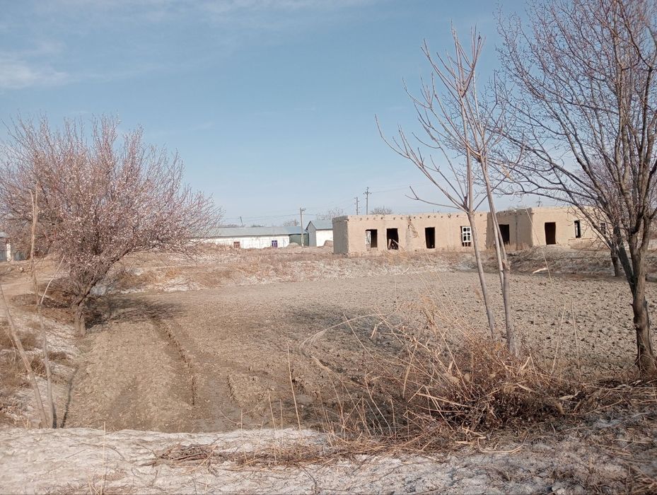 25 sotix Shofirkon Sug'utda