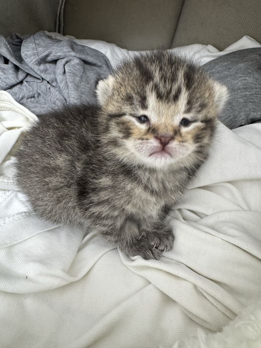 Британский котёнок.