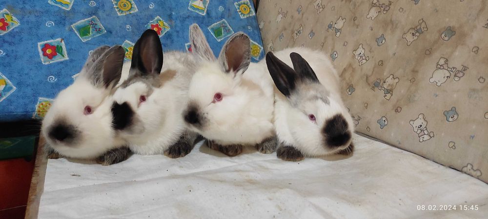 Кролики (пара). Евро Калифорнийской породы.