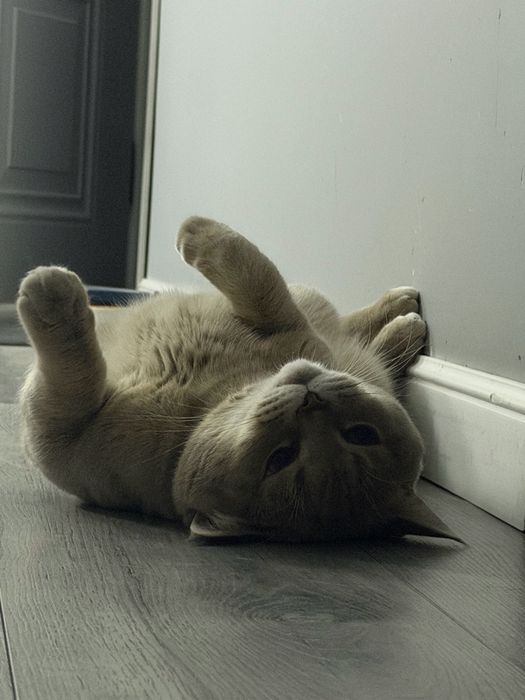 Продам британского кота 15 000