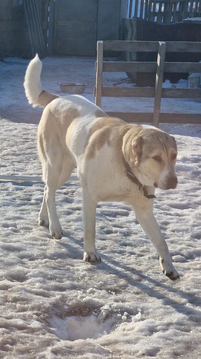 Продам чистокровная сао