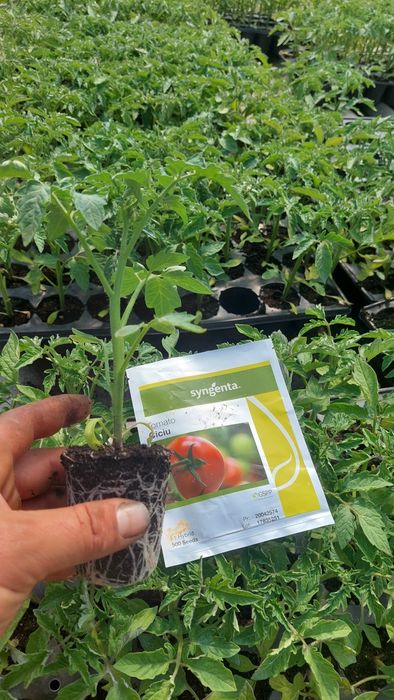 Rasaduri de legume Profesionale...