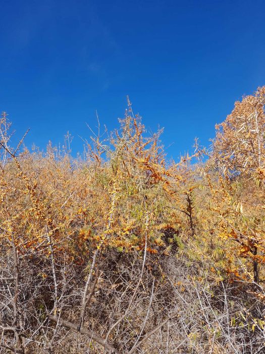 Vand catina din flora spontana