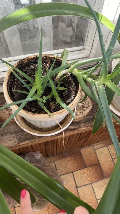 Спешно!!!Алое вера в саксия