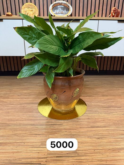 Продам комнатные цветы