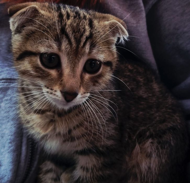 Котёнок,ищет семью