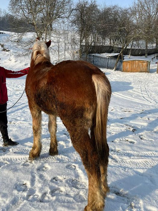 De vânzare mânz (armăsar )