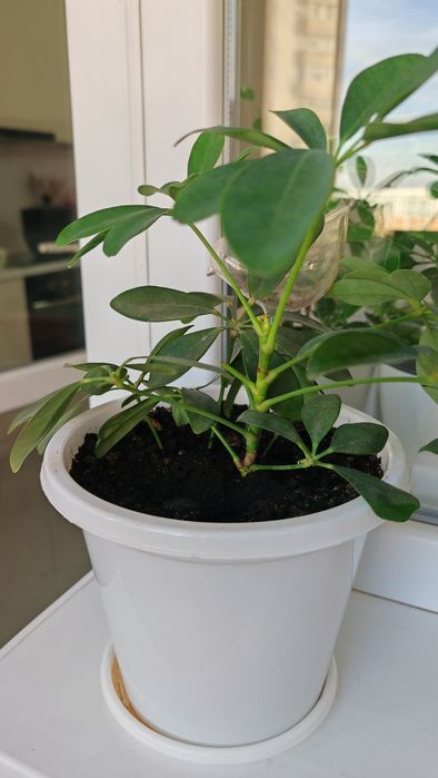Срочно продам цветы шефлера