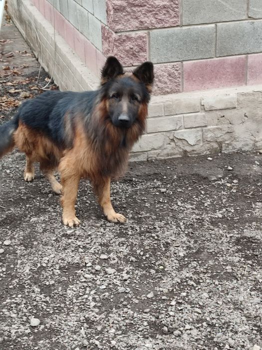 Немецкая овчарка