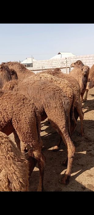 Түйе, тайлақ,бура,үлөк