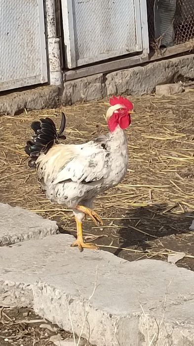 Продаю молодого петуха.