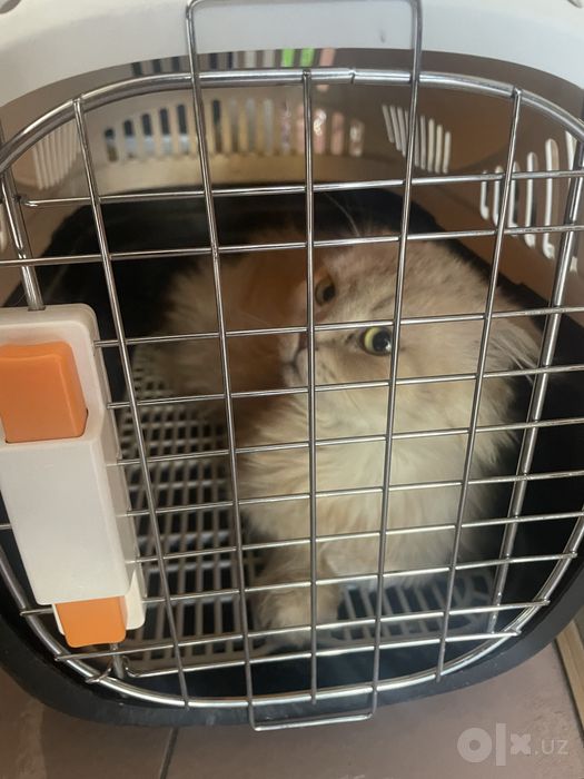 Отдам ласковую и породистую кошку, 3 года, девочка