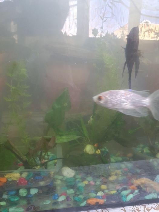 Криптокорина два вида растении для аквариума