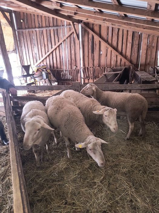 Vând berbeci laconi