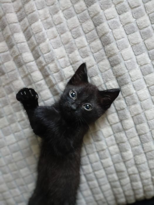 Отдам хорошеньких котят