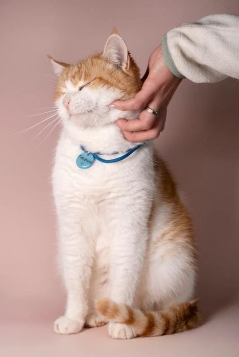 Кот в добрые руки