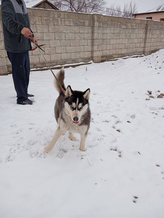 Продам обмен телефон