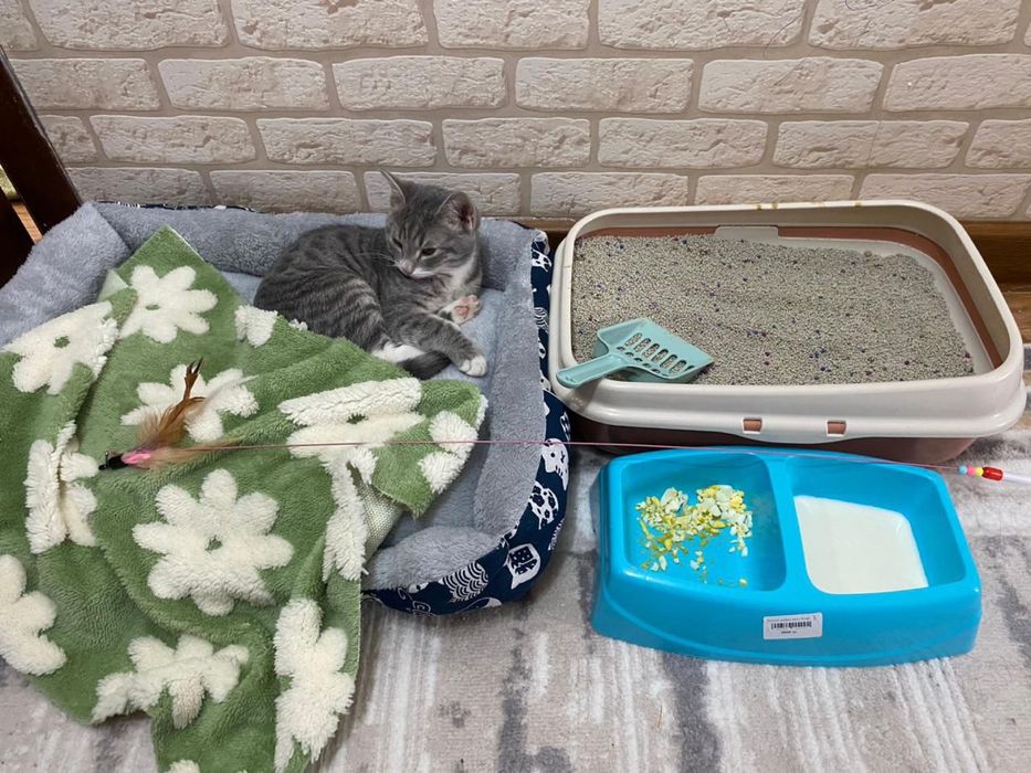 Мысық сатылады 20мын