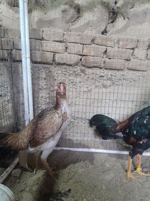 Dakan tovulla tulle joja 11 oyli