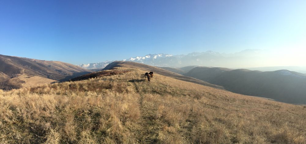 Сдам в аренду ферму