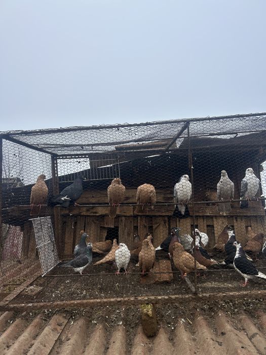 Jucatori pana simpla, pret bun la toti