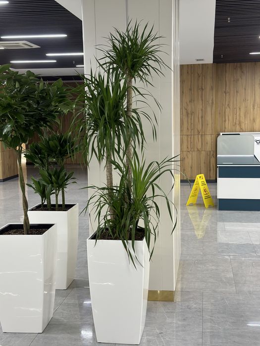 Ofis uchun gullar xonaki gullar