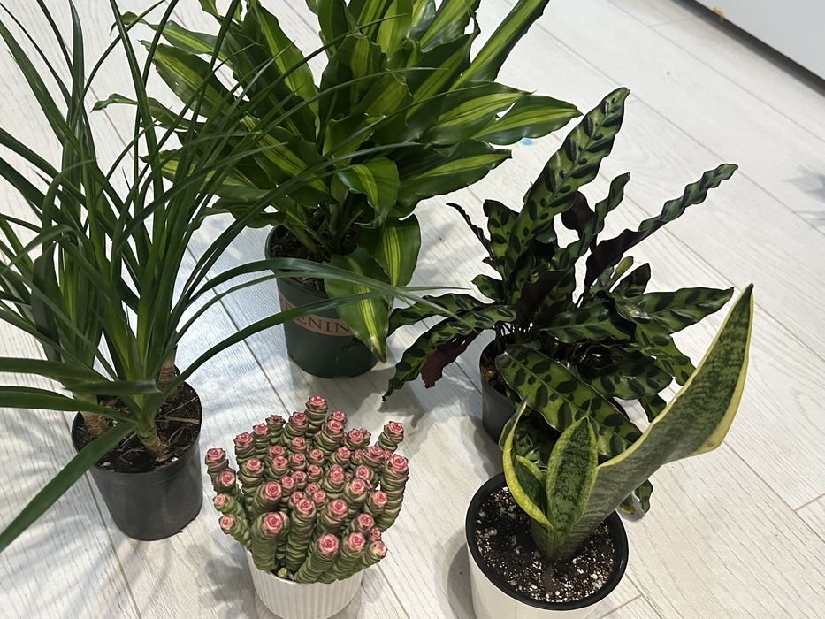 Комбо набор цветы