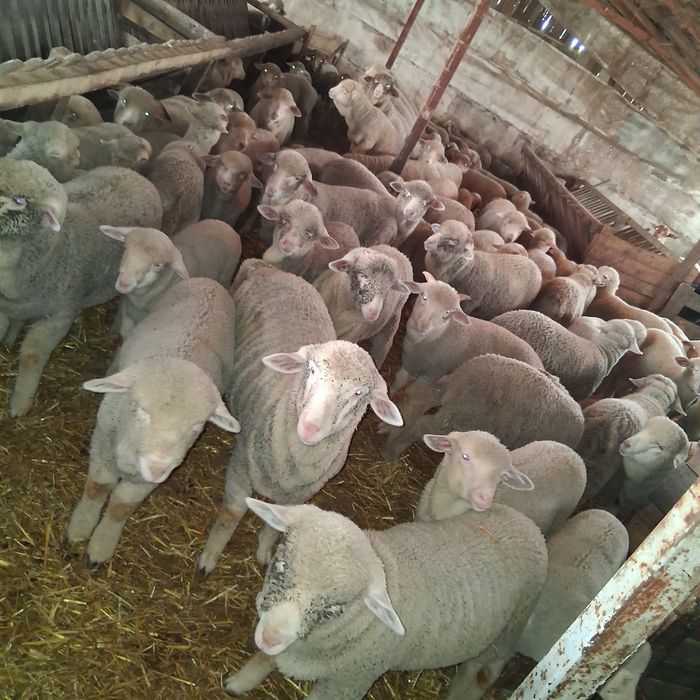 Animale de vanzare/ Miei