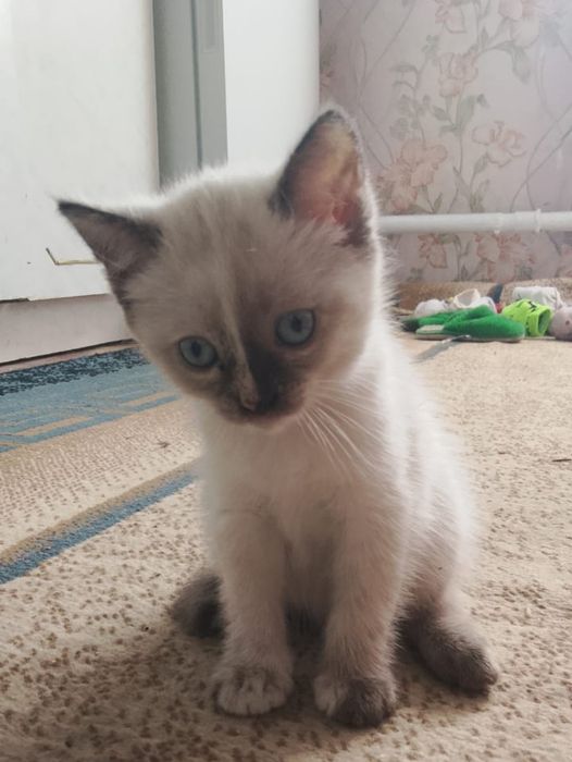 Отдам котёнка в добрые руки