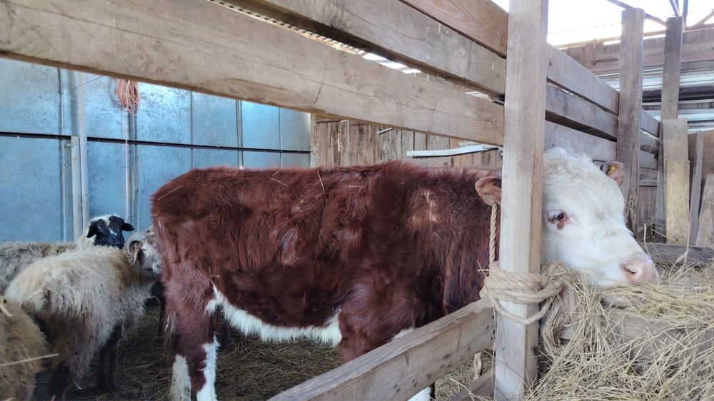 Подсос сатылады 400000 мын