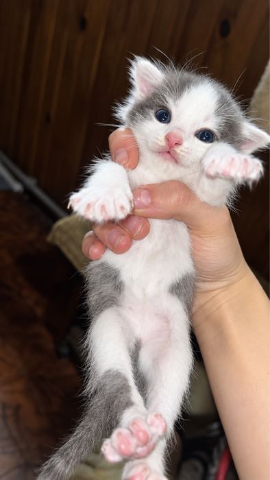 Котята 2 мальчик и девочка
