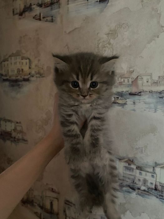 котёнок породистые