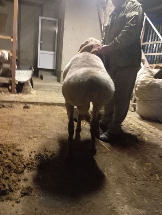 Quchqor arashan 1 yoshar