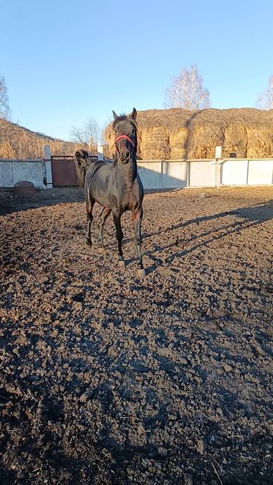 Продам американский жеребец