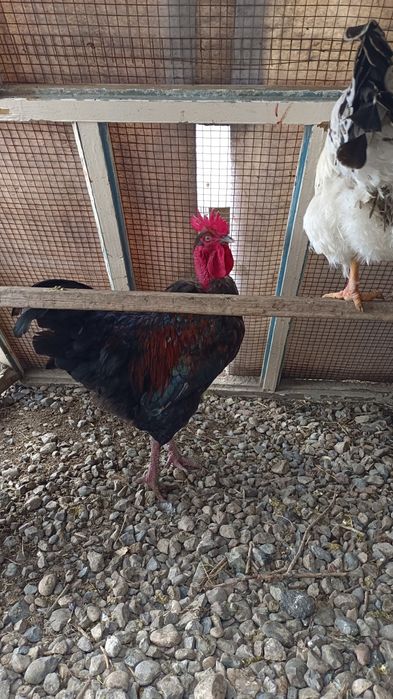 Қораз, Петух, Rooster