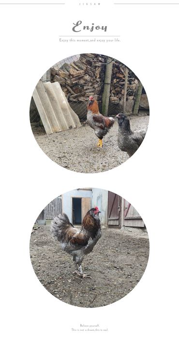 Ouă de incubat, găini moțate, bărboase cu ouă verzi și normale