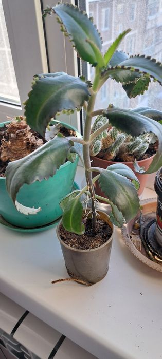 Цветы разные,каждый по 500