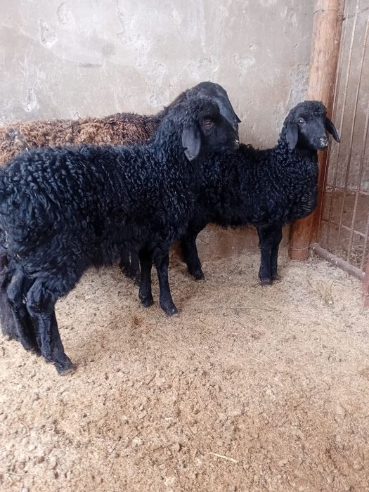 2еркек қозы сатылады