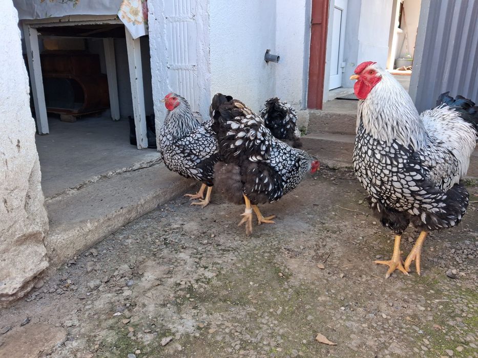 Oua wiandotte argintiu