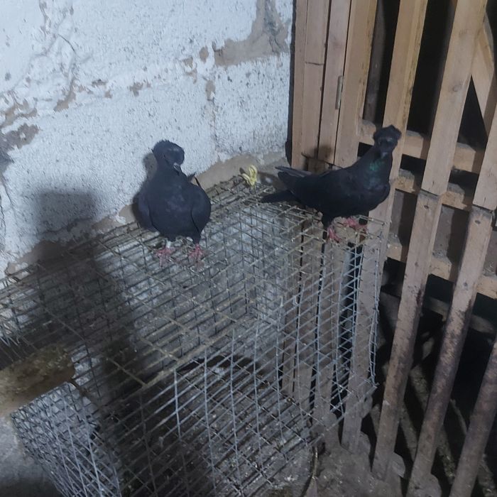 Жук двух чуби  2 самки