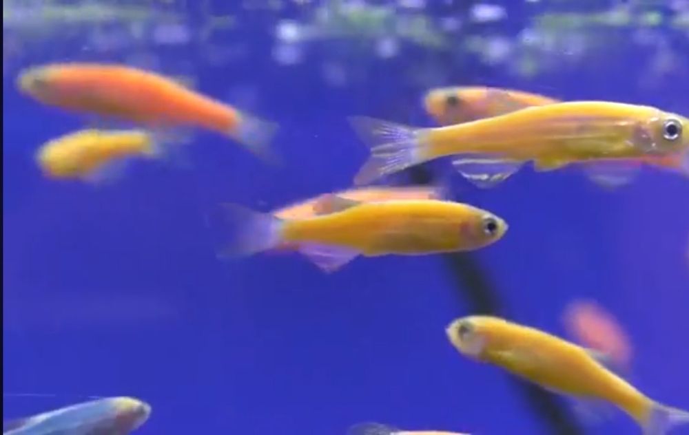 Данио  фосфорни риб Danio rangli baliqlar  fosfirni