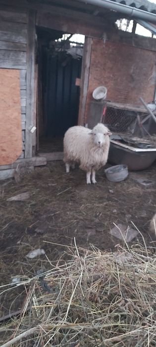 Oi de vinzare  fatate