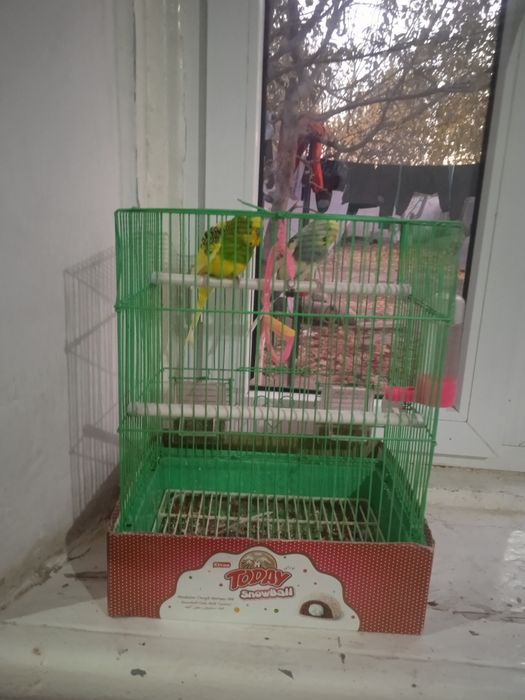 Папугай сатылады екеуінің бағасы 30000тг