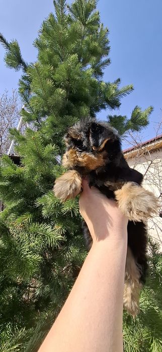 Йоркширский терьер щенки с документами