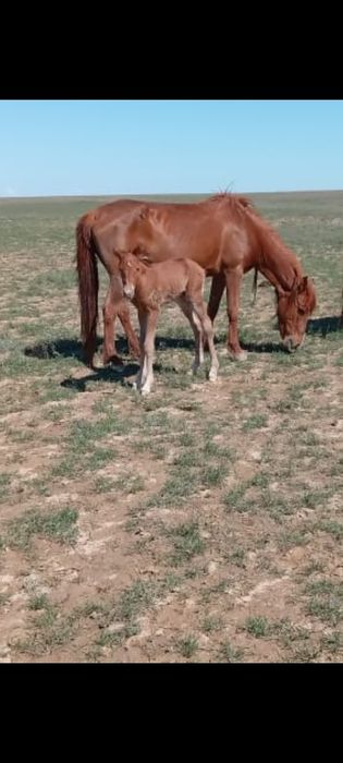 Екі Бие сатылады.