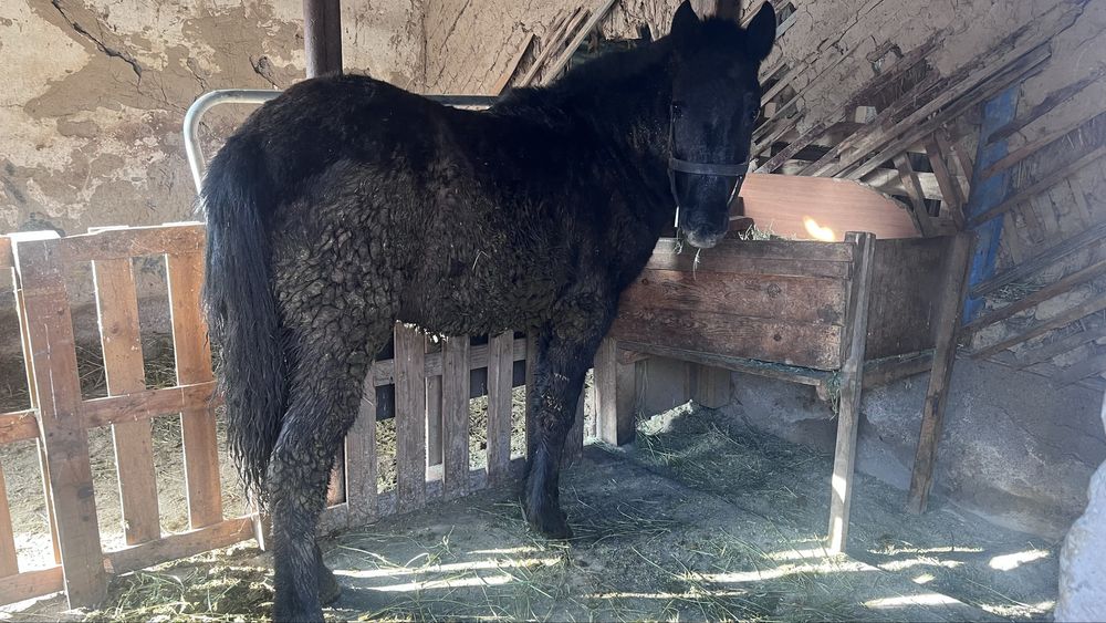 Семиз тай сатылады