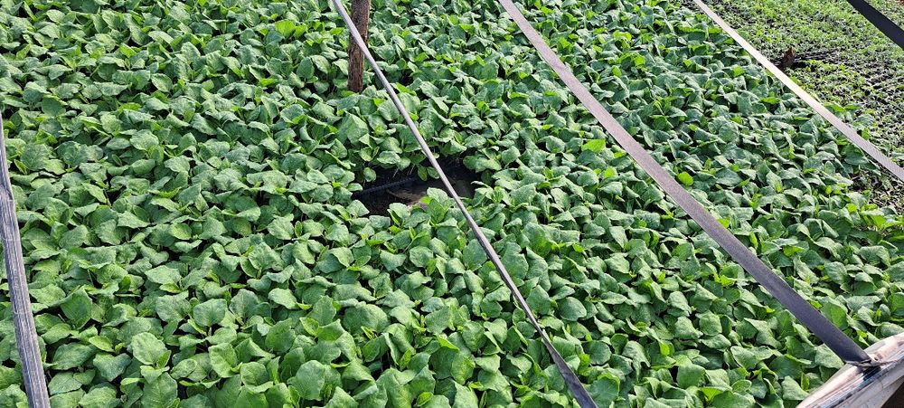 Rasad vanata altoita