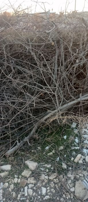 Продается Дрова сухие У́тинлар сотилади