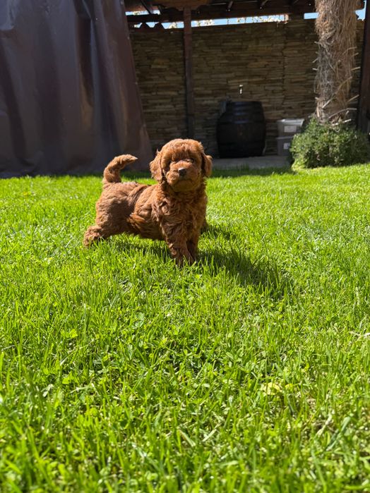 Пудел red poodle