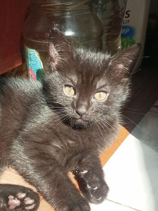 Отдам котят в добрые руки